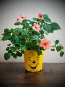 Winnie the Pooh's Face Pot