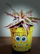SpongeBob's Face Pot ₹ 400