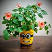 Minion's Face Pot ₹ 400