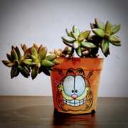 Garfield's Face Pot ₹ 400