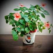 Olaf's Face Pot ₹ 400