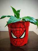Spiderman's Face Pot ₹ 400